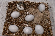 Schwarzer Hardun (Stellagama stellio picea) bei DahmsTierleben