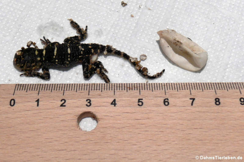 Laudakia vulgaris picea-14