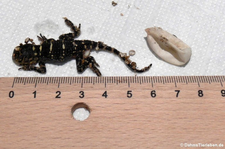 Laudakia vulgaris picea