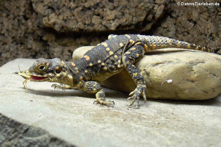 Stellagama stellio picea