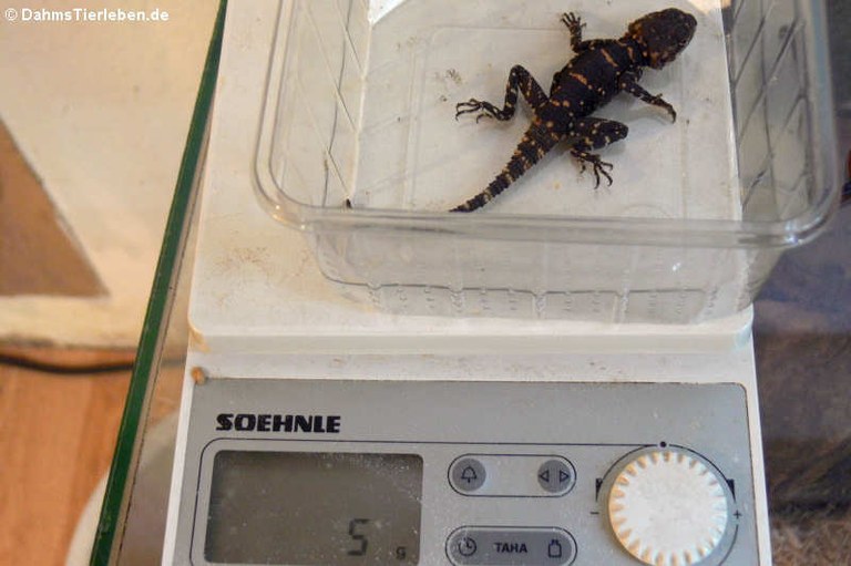 Laudakia vulgaris picea