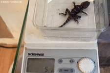 Eine gerade geschlüpfter Schwarzer Hardun (Laudakia vulgaris picea) wird gewogen