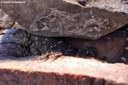 Laudakia vulgaris picea