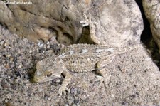 Helmkopfgecko (Tarentola chazaliae) bei DahmsTierleben