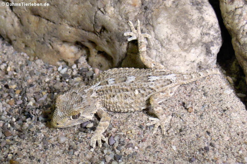 Helmkopfgecko (Tarentola chazaliae)