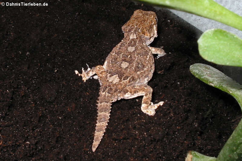 Helmkopfgecko (Tarentola chazaliae)