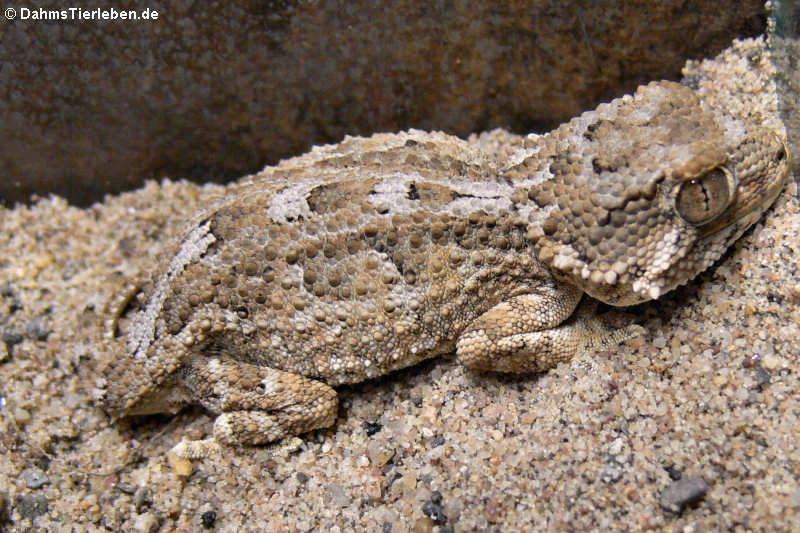 Tarentola chazaliae