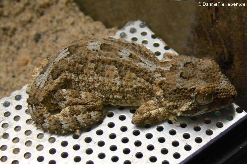 Helmkopfgecko (Tarentola chazaliae)