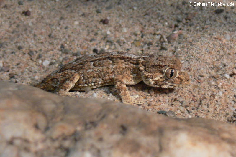 Helmkopfgecko (Tarentola chazaliae)