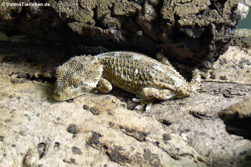 Helmkopfgecko (Tarentola chazaliae)