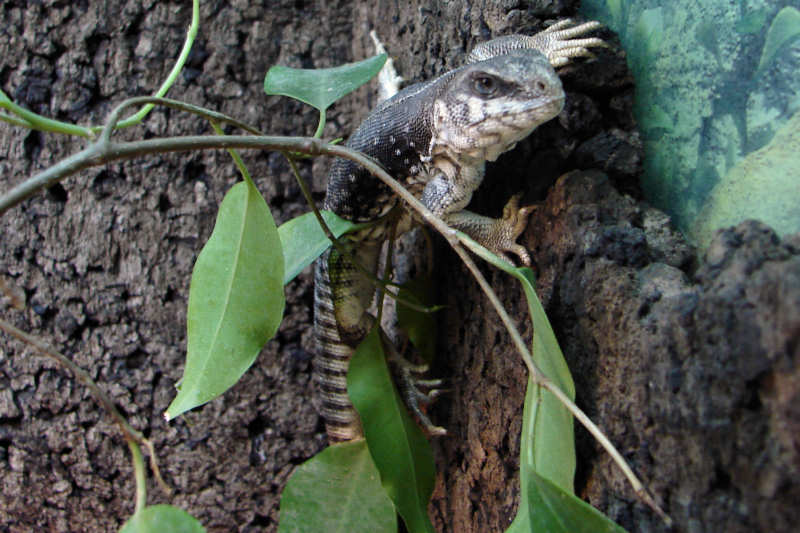 Wüstenleguan (Dipsosaurus dorsalis)