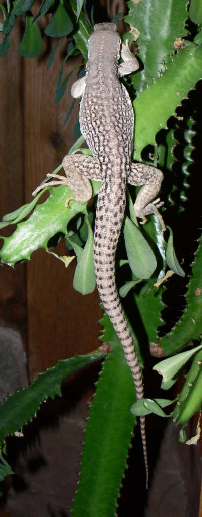 Kaktus
