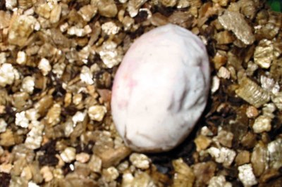 19.05 Uhr: Das Ei zeigt leichte Deformationen