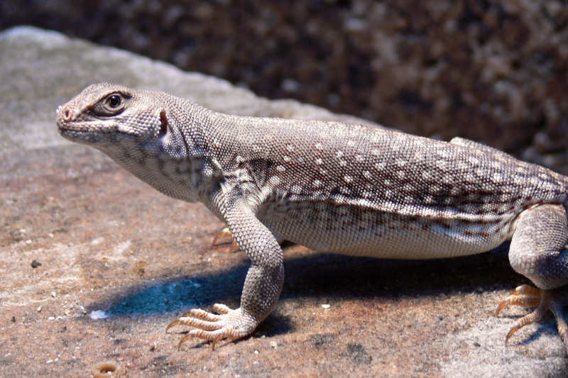 Wüstenleguan (Dipsosaurus dorsalis)