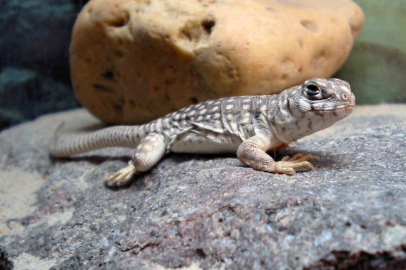 Junger Wüstenleguan im Aufzuchtbecken