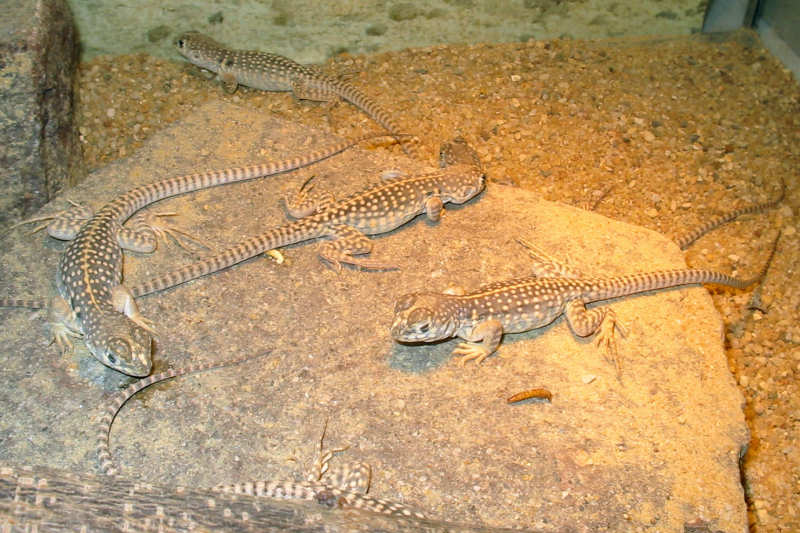 Dipsosaurus dorsalis