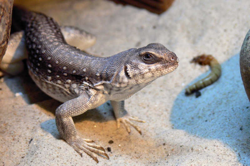 Wüstenleguan (Dipsosaurus dorsalis)