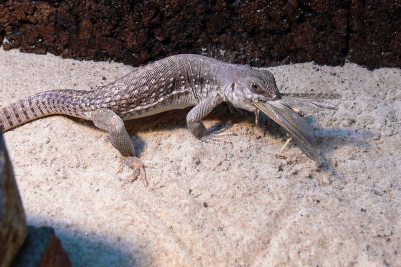 Wüstenleguan auf der Jagd