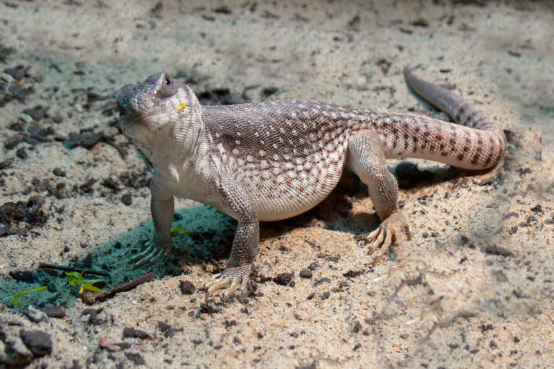 Wüstenleguan (Dipsosaurus dorsalis)