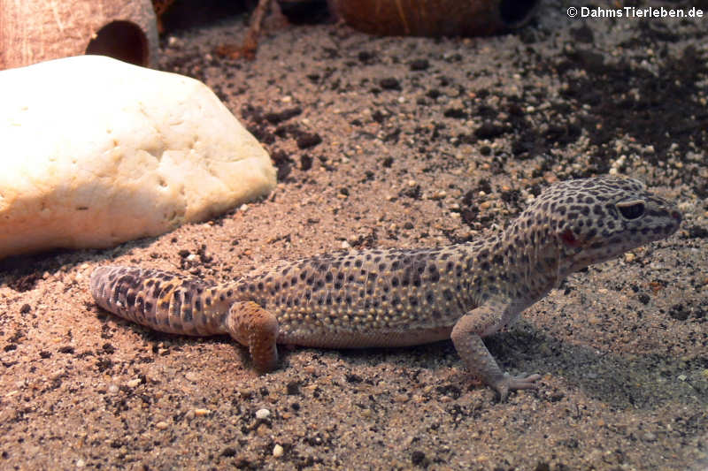 Leopardgecko (Eublepharis macularius)