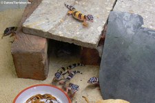 Junge Leopardgeckos (Eublepharis macularius) im Aufzuchtterrarium bei DahmsTierleben