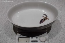 Junger Leopardgecko (Eublepharis macularius) bei DahmsTierleben