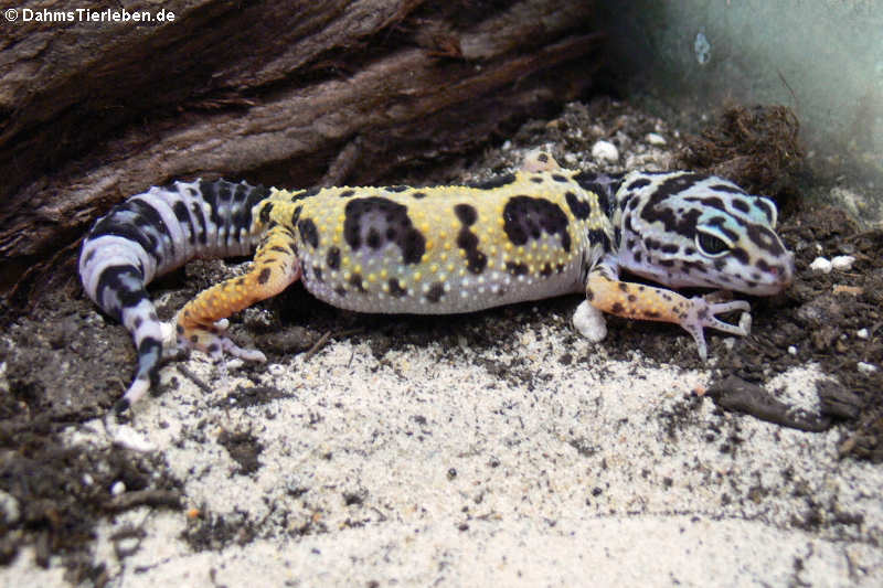 Leopardgecko (Eublepharis macularius)