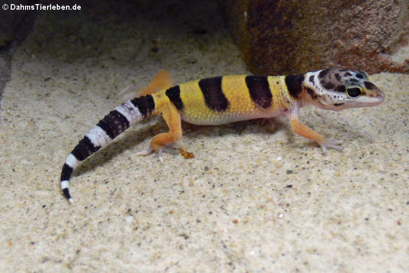 Leopardgecko (Eublepharis macularius)