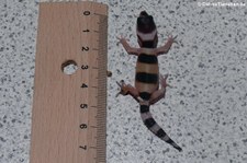 Junger Leopardgecko (Eublepharis macularius) bei DahmsTierlebenn