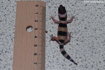 Knapp 8 cm misst der kleine Gecko...