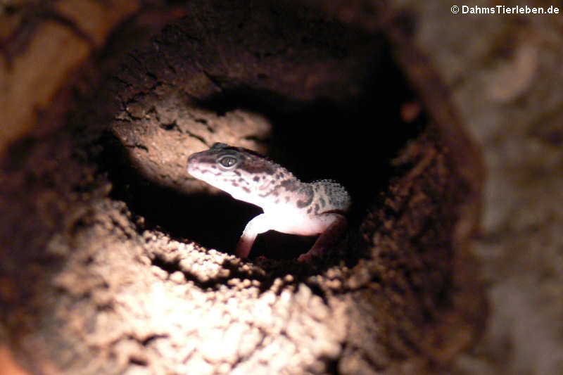 Leopardgecko (Eublepharis macularius)