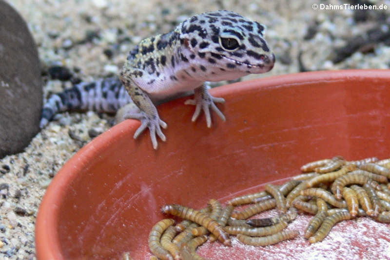 Leopardgecko (Eublepharis macularius)