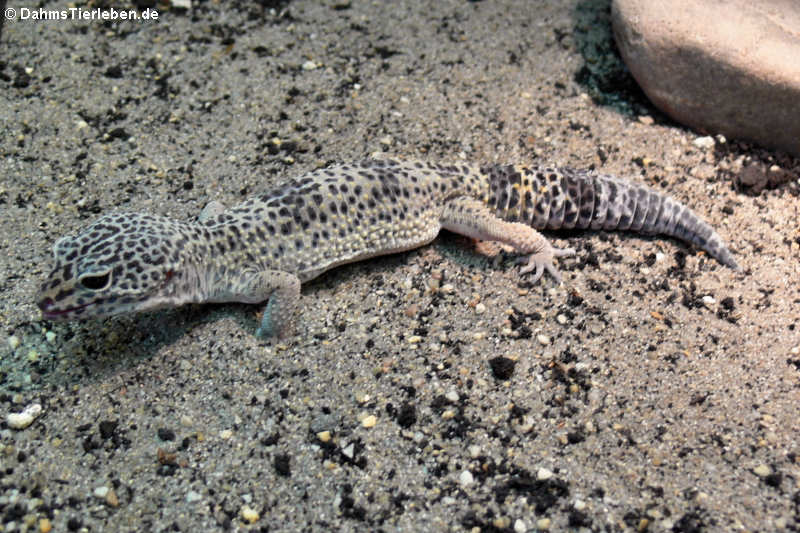 Leopardgecko (Eublepharis macularius)