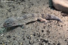 Leopardgecko (Eublepharis macularius) bei DahmsTierleben