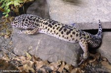 Junger Leopardgecko (Eublepharis macularius) bei DahmsTierleben