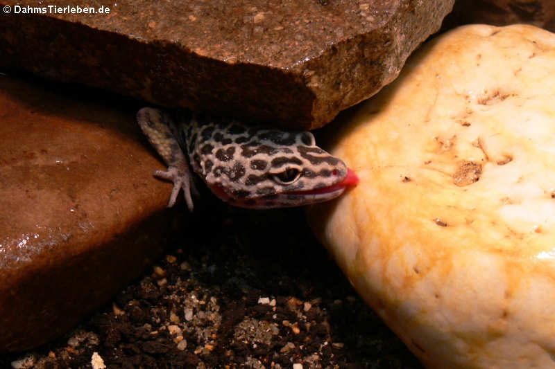 Leopardgecko (Eublepharis macularius)