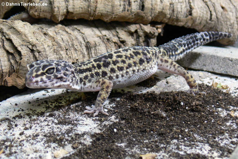 Leopardgecko (Eublepharis macularius)