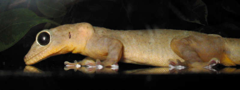 Gelbrückengecko (Gekko petricolus)