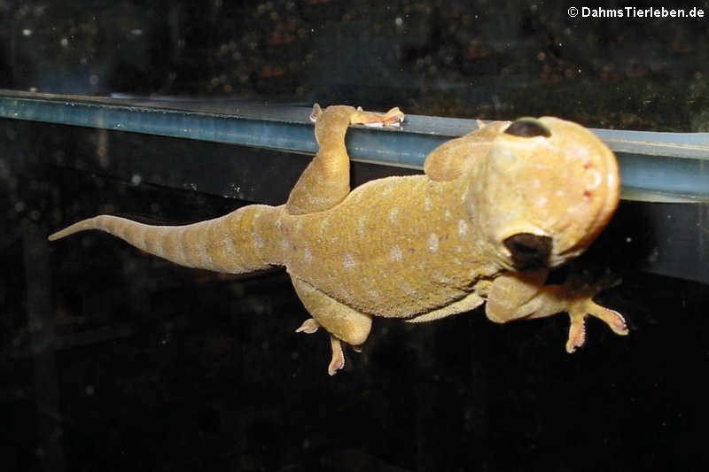 Gelbrückengecko (Gekko petricolus)