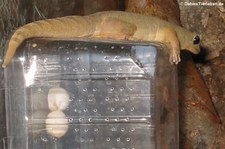 Gelbrückengecko (Gekko petricolus) bei DahmsTierleben
