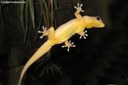 Gekko petricolus