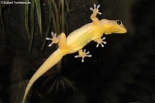 Gelbrückengecko (Gekko petricolus) bei DahmsTierleben