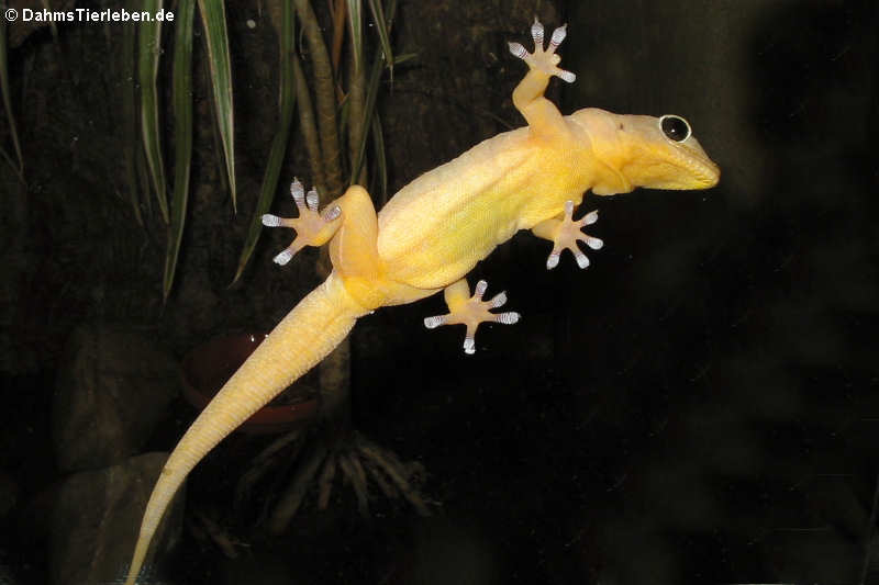 Gelbrückengecko (Gekko petricolus)