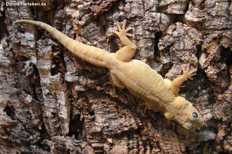 Gelbrückengecko (Gekko petricolus)