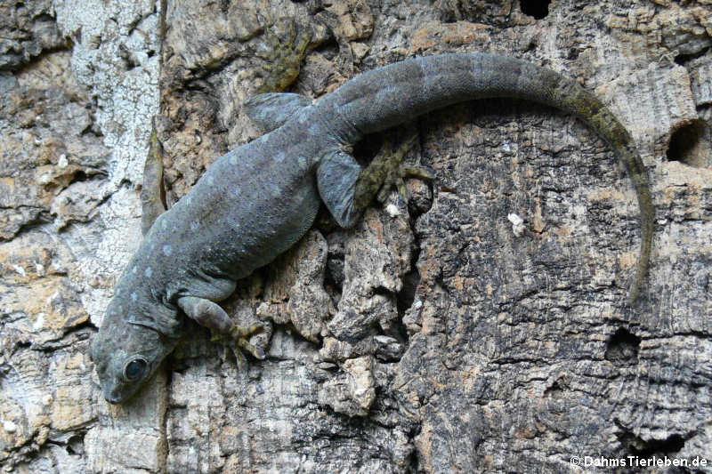 Gelbrückengecko (Gekko petricolus) kurz vor der Häutung