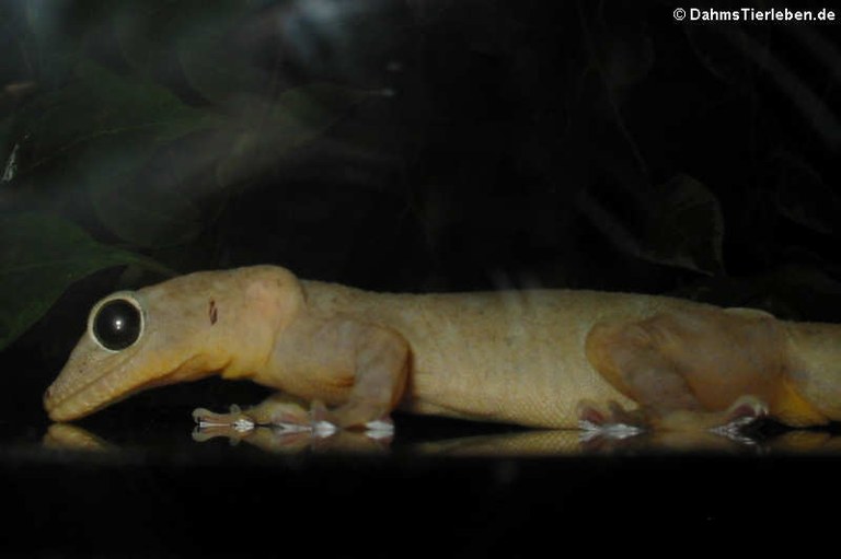 Gekko petricolus