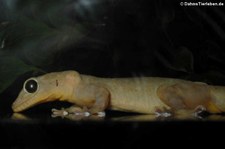 Gelbrückengecko (Gekko petricolus) bei DahmsTierleben