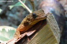 Gelbrückengecko (Gekko petricolus) bei DahmsTierleben