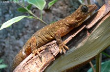 Gelbrückengecko (Gekko petricolus) bei DahmsTierleben