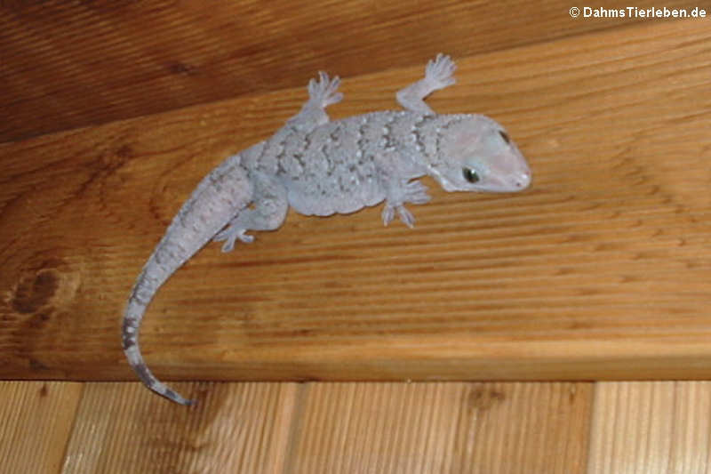 Siamesischer Grünaugengecko (Gekko siamensis)